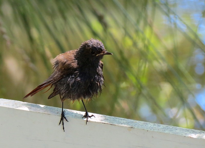 le piaf