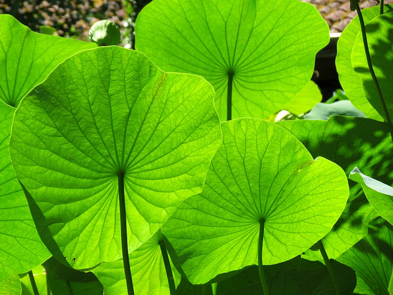 Trois feuilles de Lotus