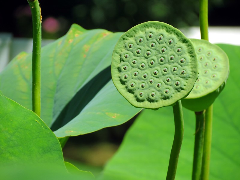 Lotus pomme de douche