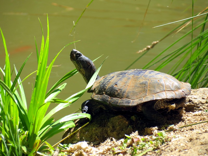 tortue aquatique