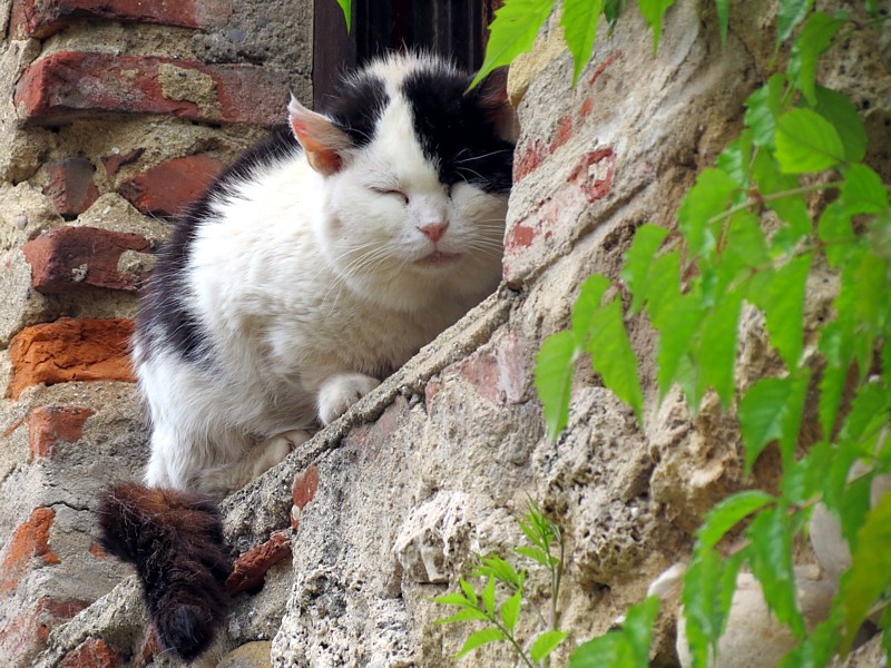 la sieste du chat