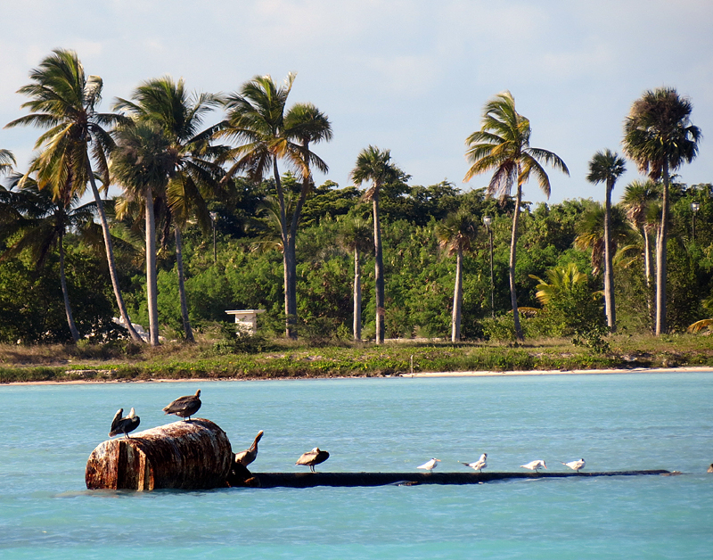 ile aux pelicans