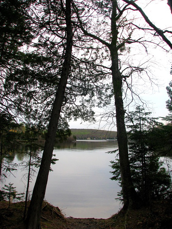 entre deux arbres