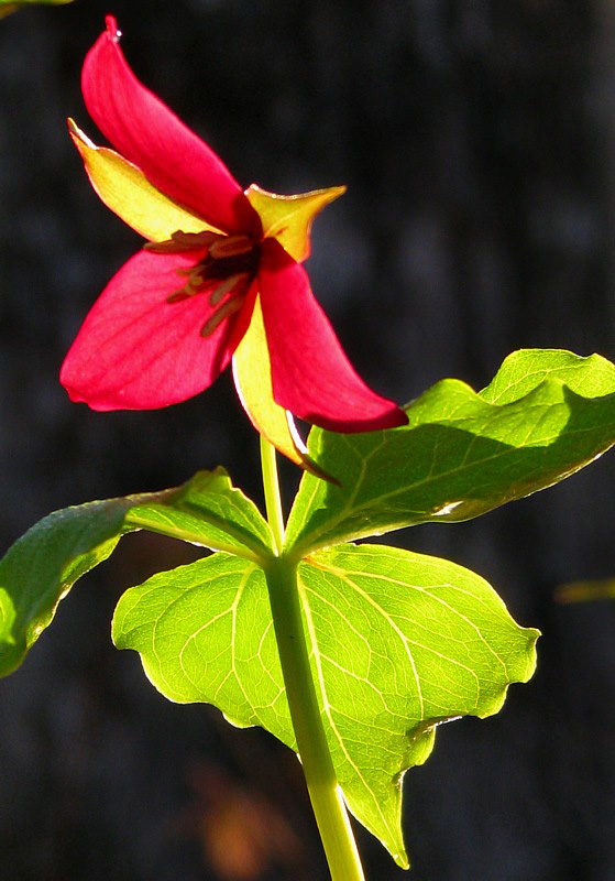 Trille rouge, symbole canadien