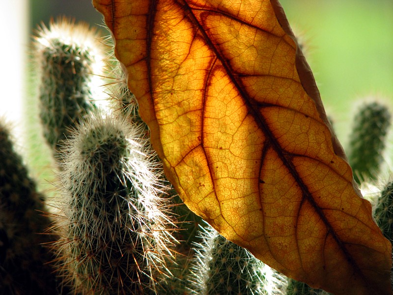 feuille morte sur cactus