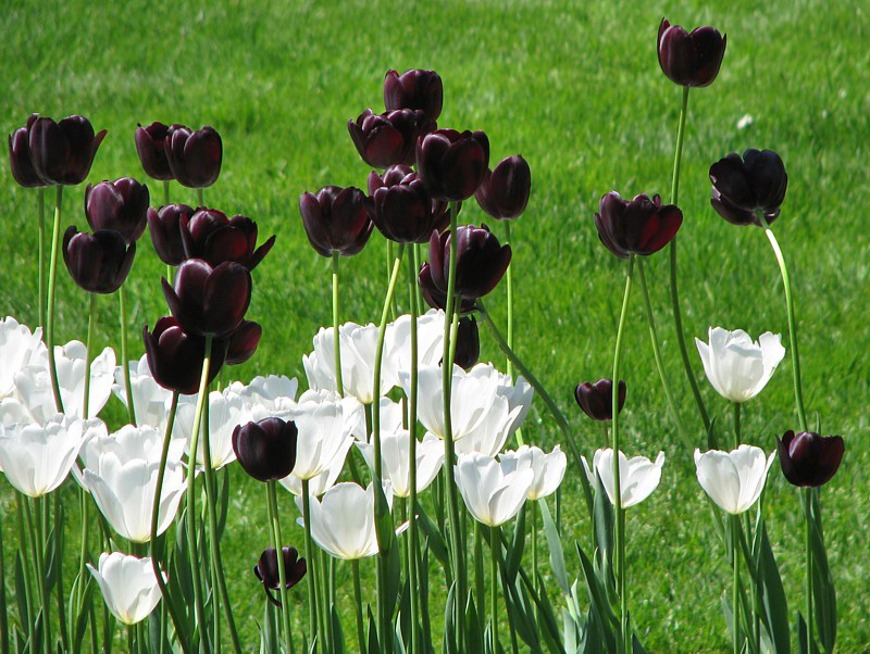 tulipes noires et blanches
