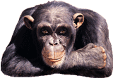 monkey.gif