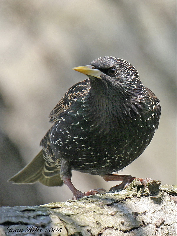European Starling 03