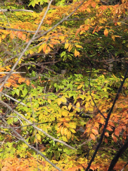 ir-101102_10-50_8939P.jpg