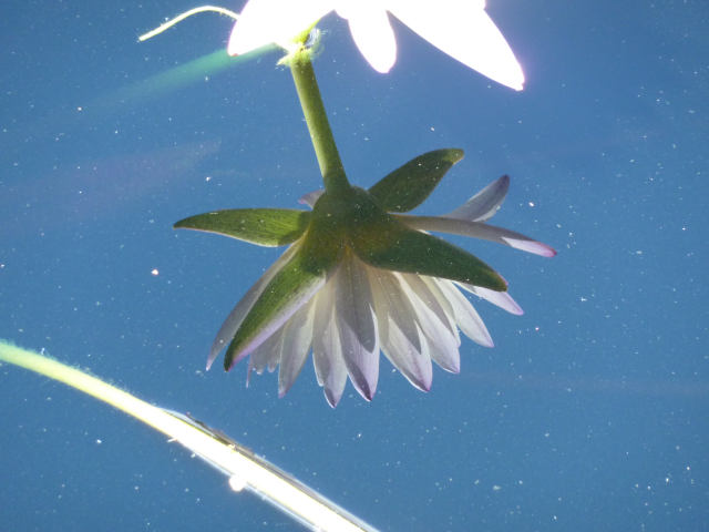 ir-P1020703.jpg