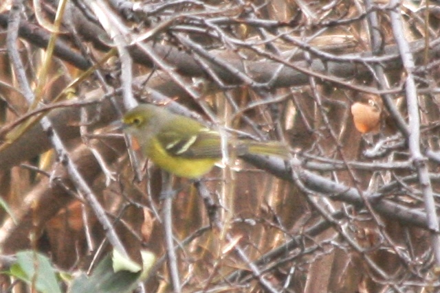 White-eyed Vireo (immature)