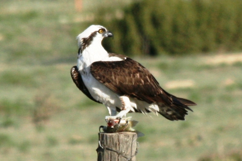 Osprey Odyssey