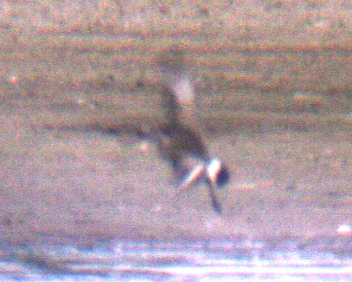 Hudsonian Godwit in Larimer County, Colorado, 24 Sep 2009