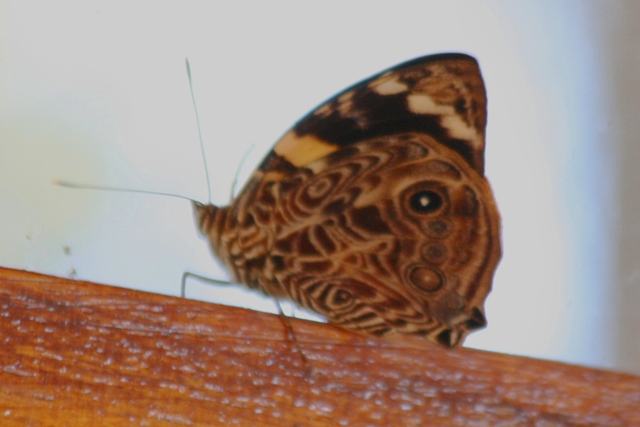 Butterflies of El Salvador