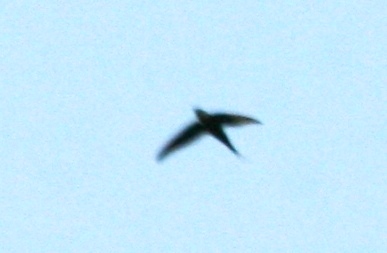 Great Swallow-tailed Swift