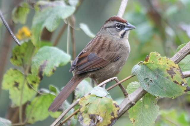 Best Bird Pics from Guatemala