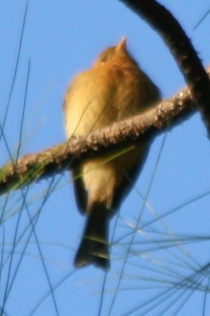 Tufted Flycatcher