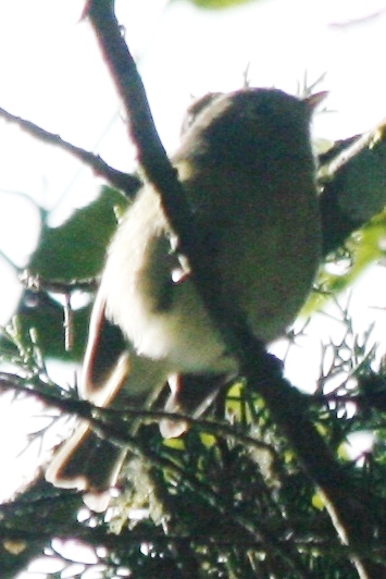 Ruby-crowned Kinglet