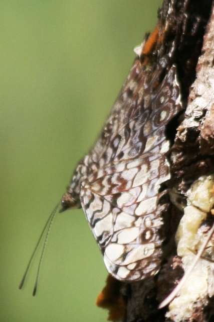 Butterflies of Guatemala