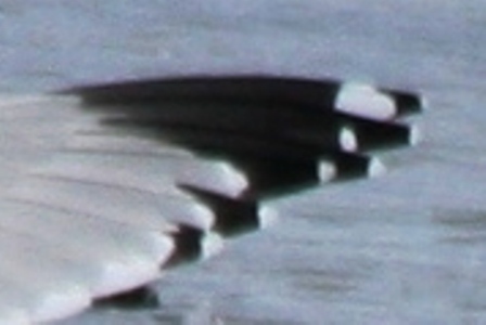 Mystery Gull Q - possible Vega Gull