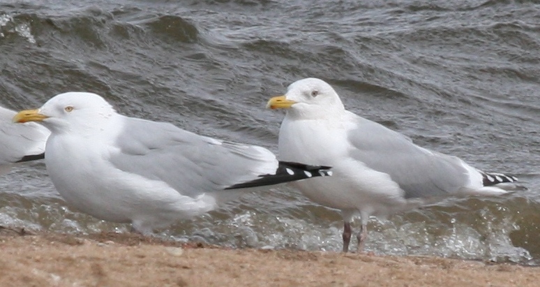 Thayers/Kumliens Gull with adult American Herring Gull