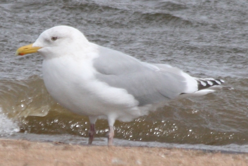 Mystery Gull S