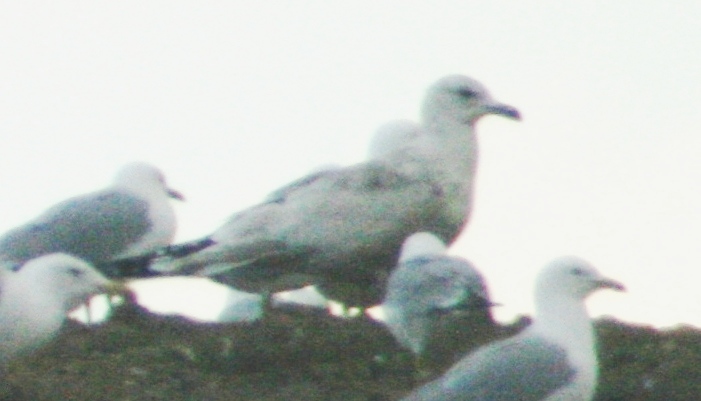 Mystery Gull W