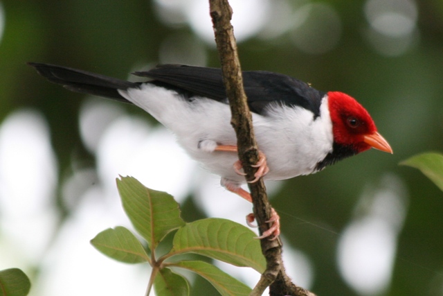 Brazil Birds Best Pix