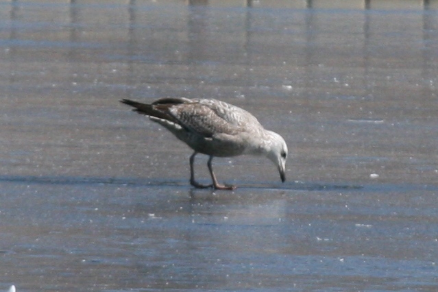 Mystery Gull Y 02222011 Larimer CO nk 11.JPG