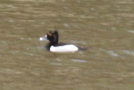 Duck Hybrid, Meeker, Colorado 22 May 2011