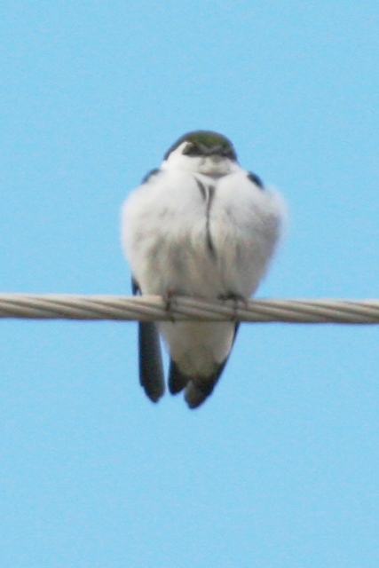 Violet-green Swallow