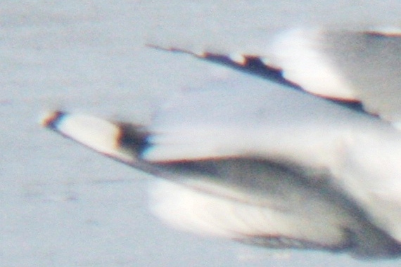 Possible adult Vega Gull in Colorado