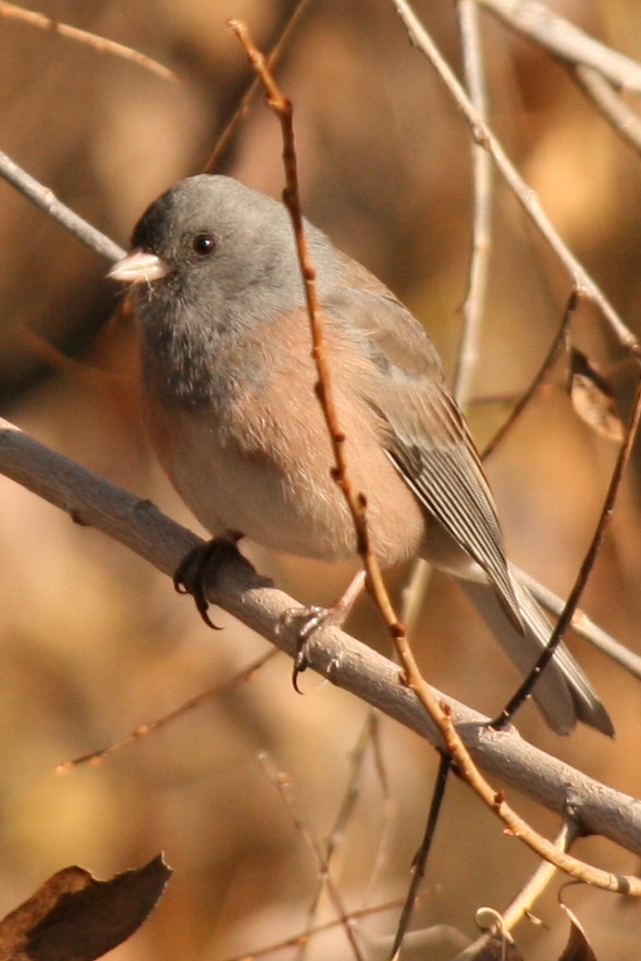 Dark-eyed Junco (Pink-sided form)