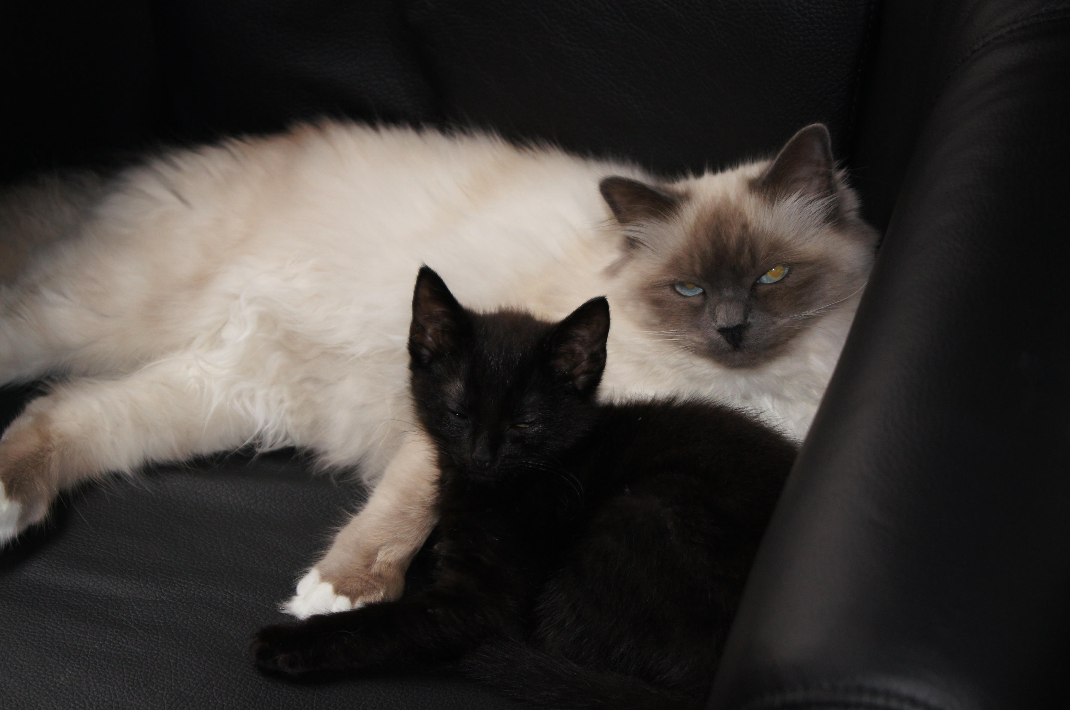 Signe and Siv