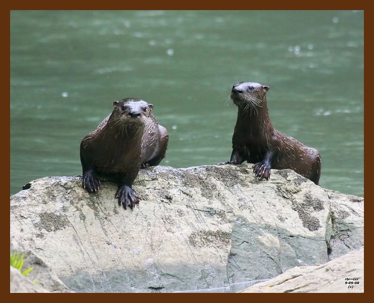 river-otter 9-8-08 4d135b.JPG