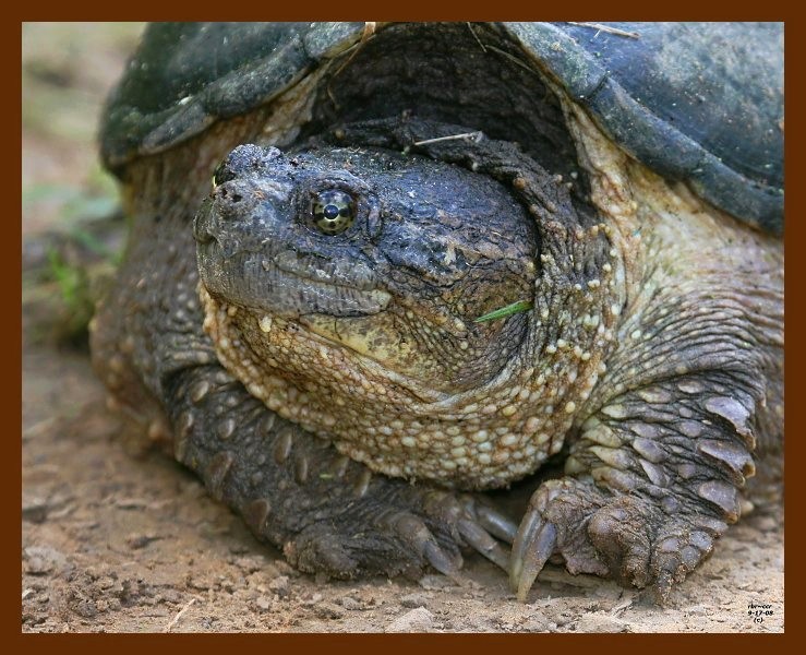 turtle-snapping 9-17-08 4d378b.JPG