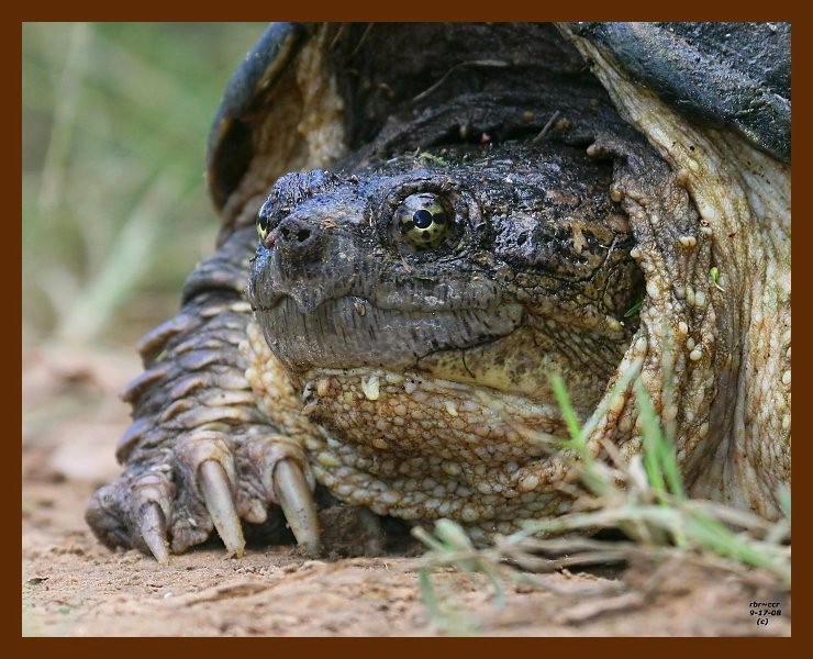 turtle-snapping 9-17-08 4d355b.JPG