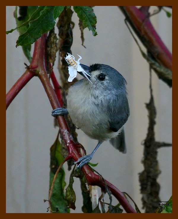 tufted titmouse 9-6-08 4d048b.JPG