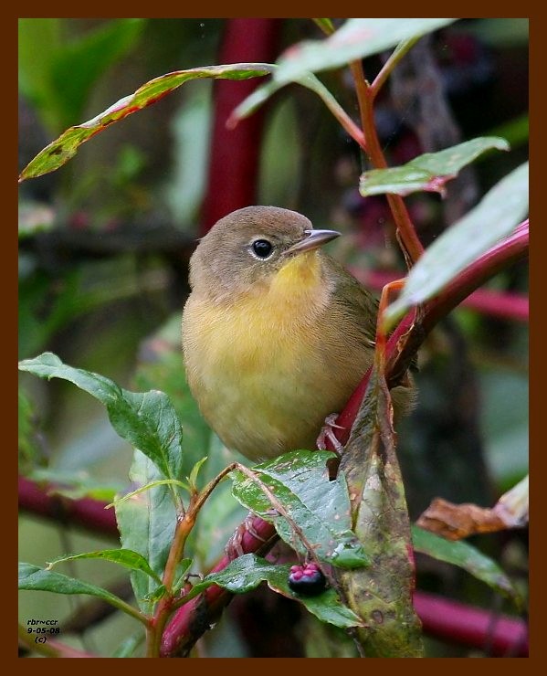 common yellowthroat 9-5-08 4d000b.JPG