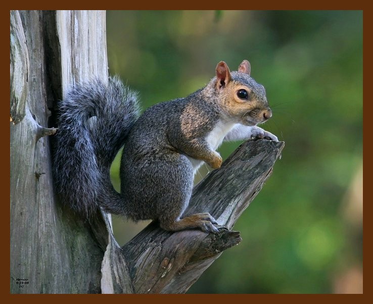 gray-squirrel 9-19-08 4d440b.JPG