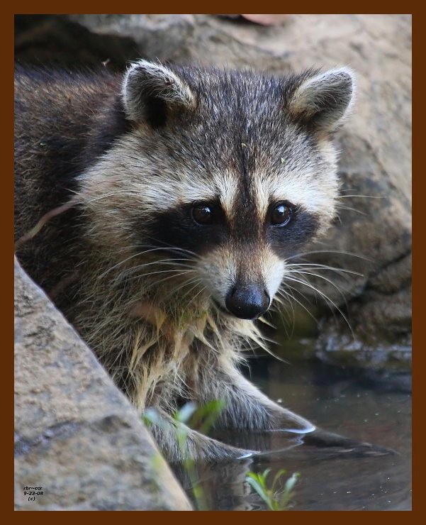 raccoon 9-23-08 4d835b.JPG