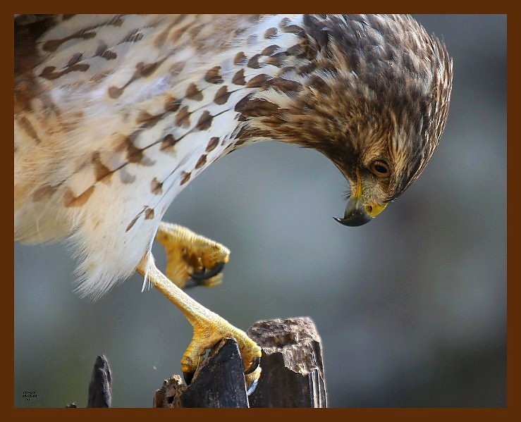 hawk-red-shouldered 10-25-08 4d550b.JPG