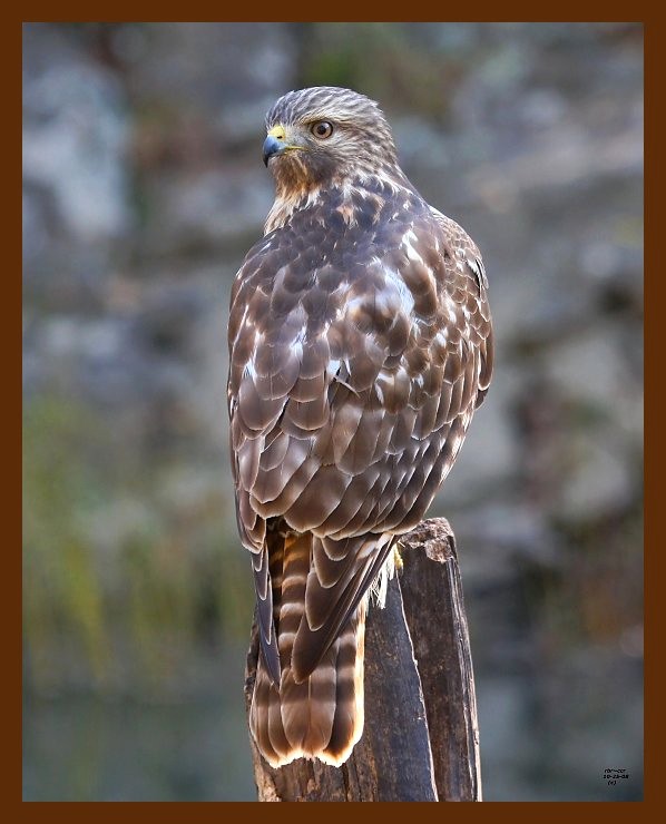 hawk-red-shouldered 10-25-08 4d539b.JPG