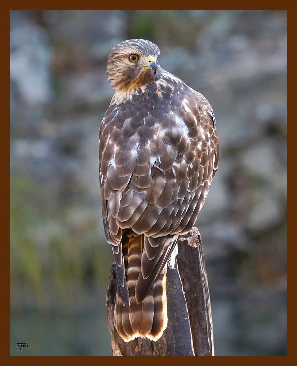 hawk-red-shouldered 10-25-08 4d542b.JPG