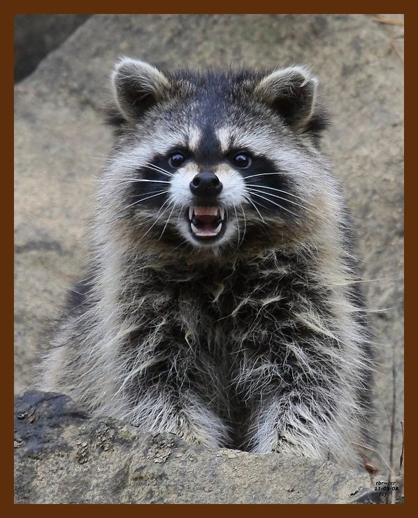 raccoon 11-5-08 4d574b.JPG