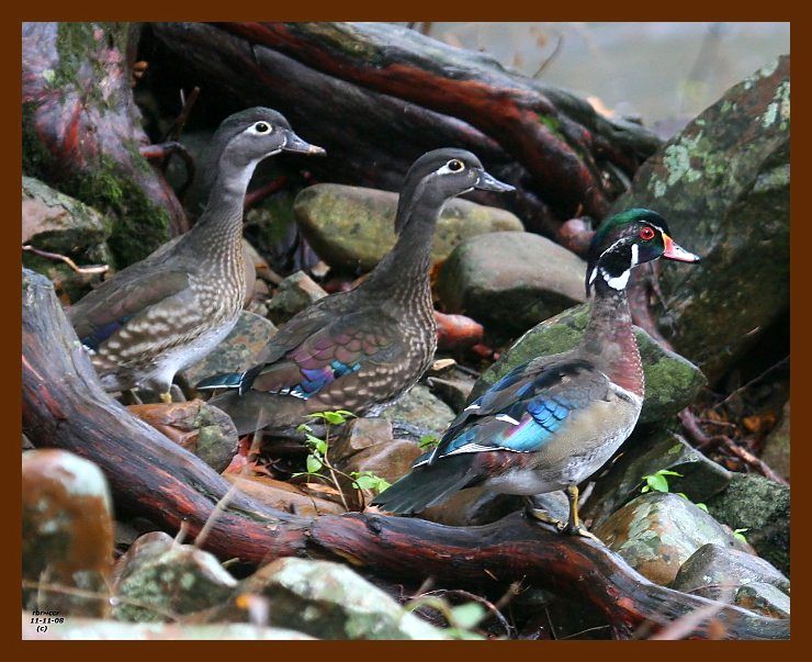 wood-ducks 11-11-08 4d810b.JPG