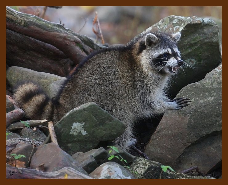 raccoon 11-3-08 4d211b.JPG