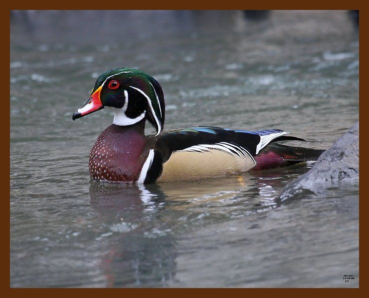 wood-duck 11-15-08 4d767b.JPG