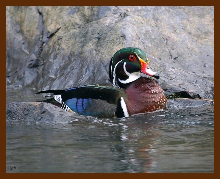 wood-duck 11-15-08 4d766b.JPG