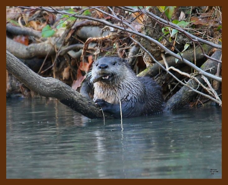 river otter 11-17-08 4d928b.JPG